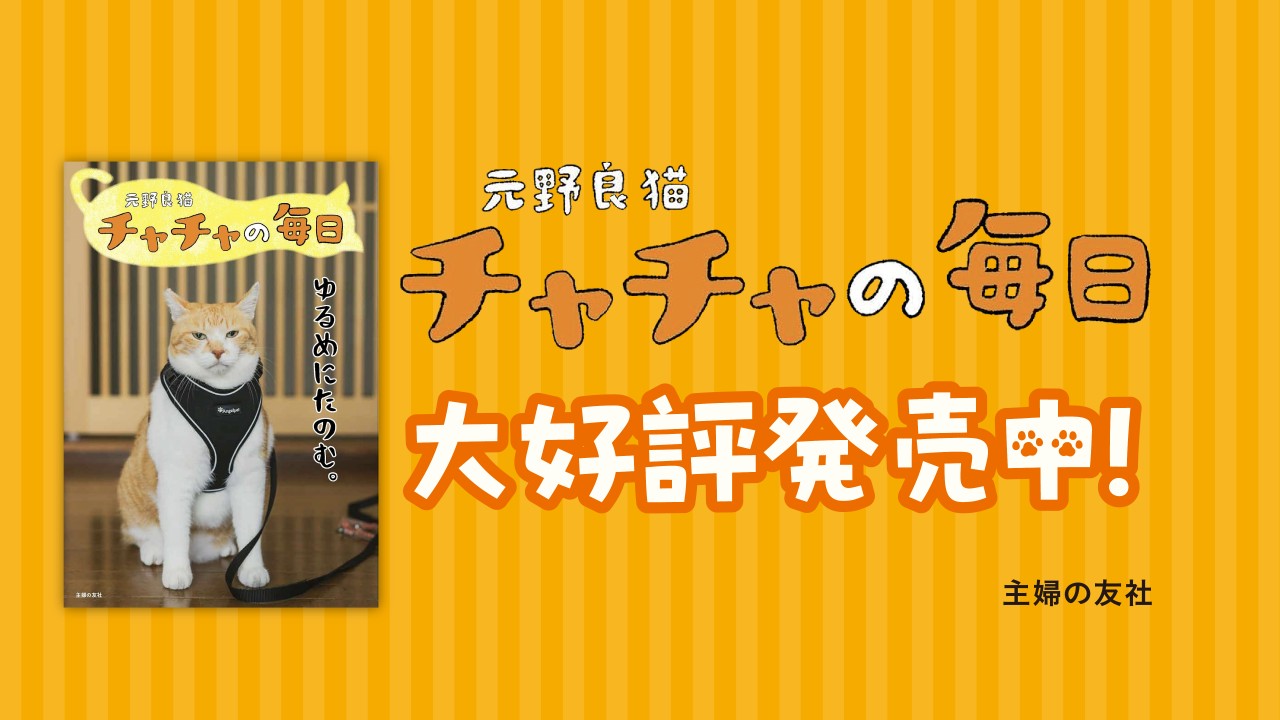 チャチャページです♥️ 怒った猫ちゃあぁぁん3｜ガシャポンオフィシャルサイト